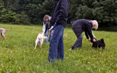 Cours maintenus pour posséder un chien