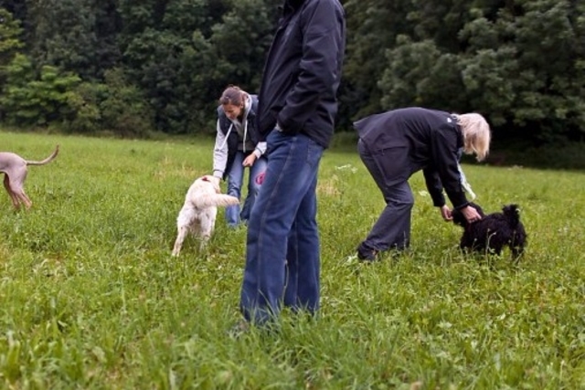 Cours maintenus pour posséder un chien