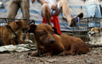 Faisons fermer le festival de viande canine de Yulin!