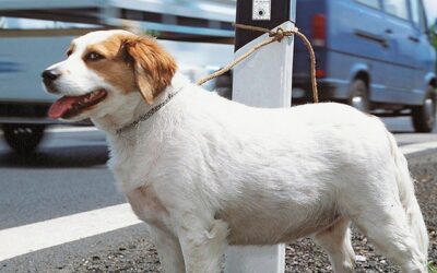 Des vacances cruelles pour les animaux