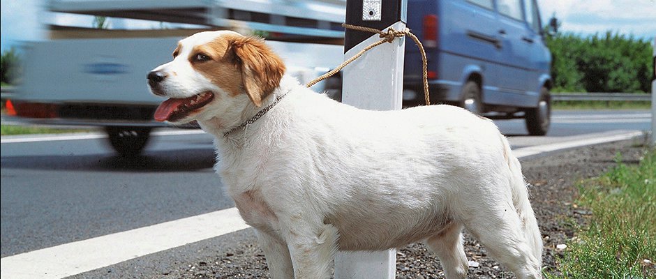 Des vacances cruelles pour les animaux