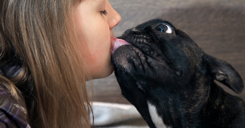 Le bisou du chien est-il bon pour la santé?