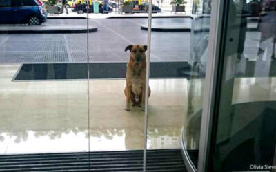Argentine : Un chien errant la suit partout, elle l’adopte
