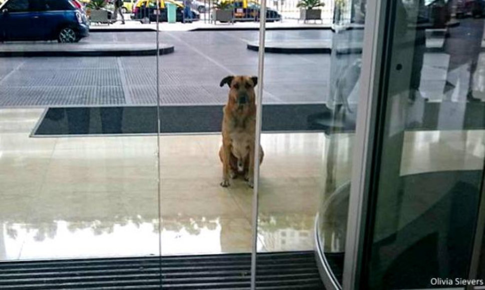 Argentine : Un chien errant la suit partout, elle l’adopte