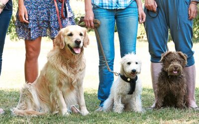 Cours canins supprimés: faut-il crier au loup?