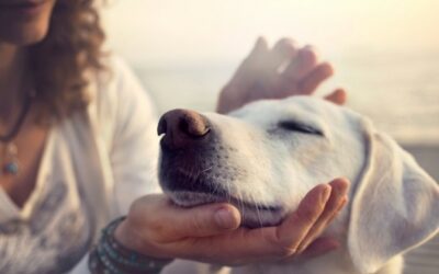 Les bons gestes à faire pour flatter son chien
