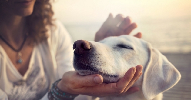 Les bons gestes à faire pour flatter son chien
