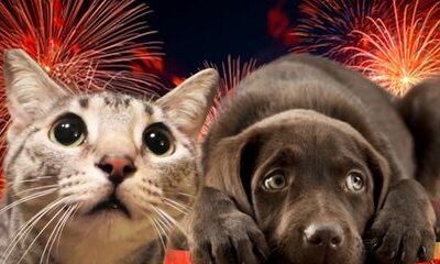 1er août – Attention aux feux d’artifices !