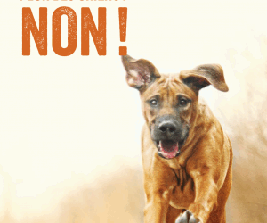 Peur des chiens? Non!