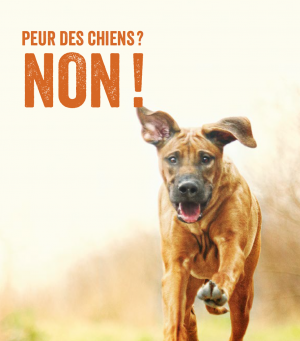 Peur des chiens? Non!