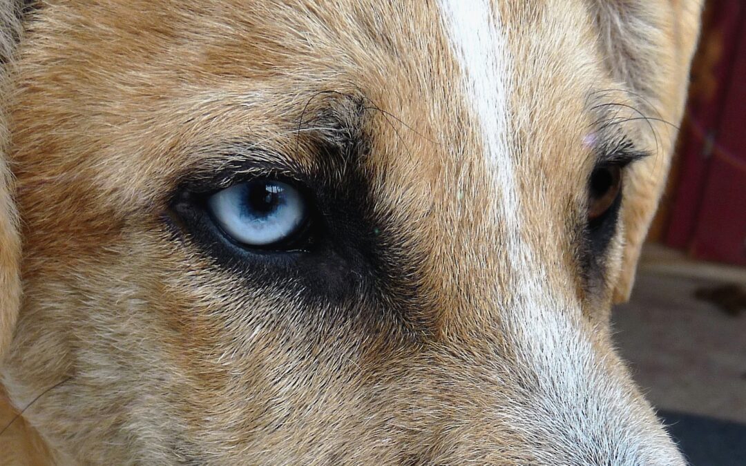 Enquête: quels droits pour les animaux?