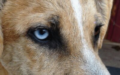 Enquête: quels droits pour les animaux?