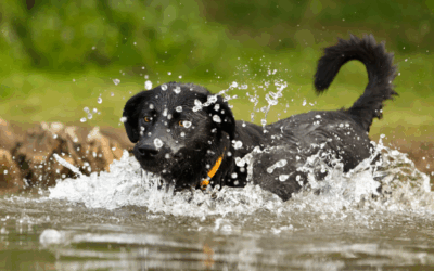Protéger son chien de la canicule