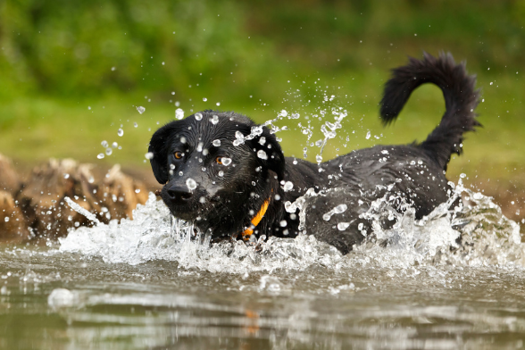 Protéger son chien de la canicule