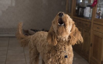On ne pourra plus empêcher un chien d’aboyer