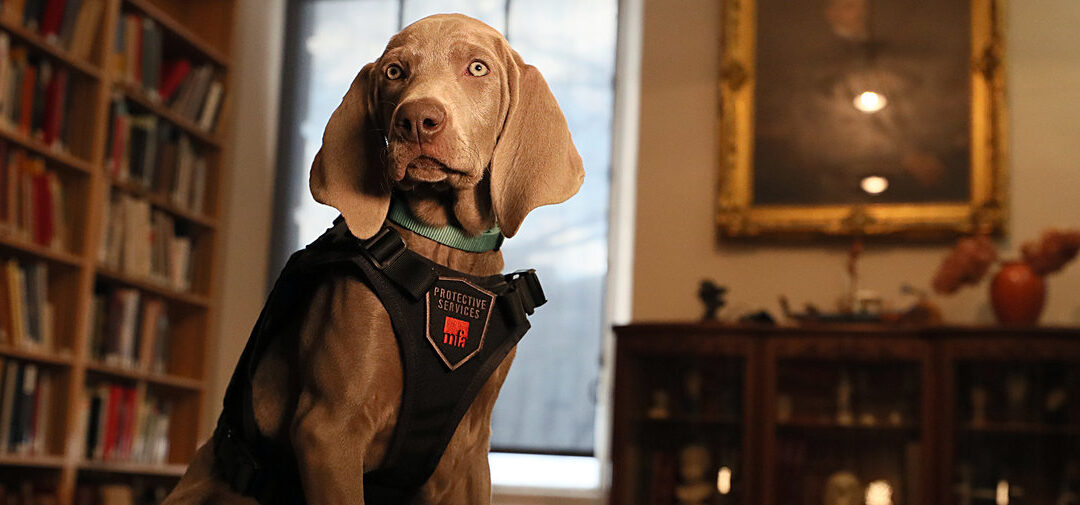 Profession: chien sniffeur d’oeuvres d’art