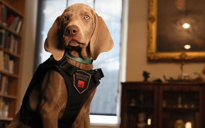 Profession: chien sniffeur d’oeuvres d’art