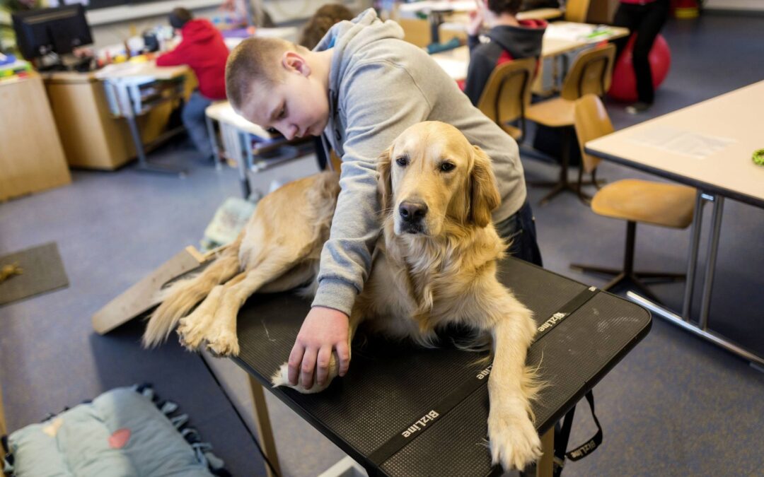 Un chien à l’école
