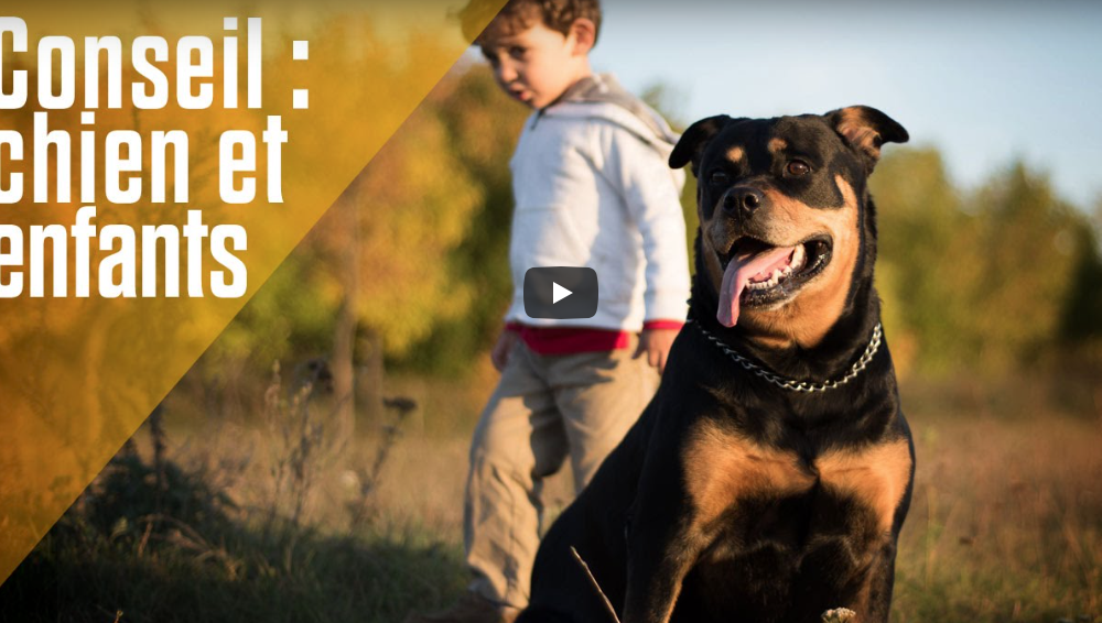 Conseil : Chien et enfants