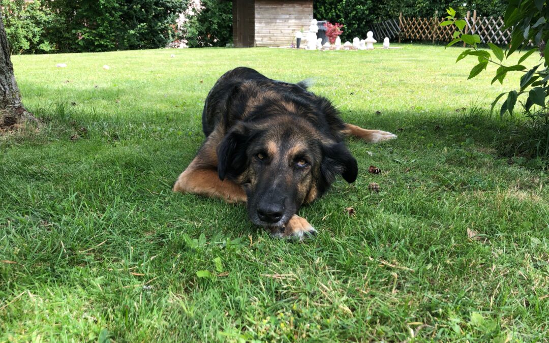 10 trucs pour que votre chien ne souffre pas d’un coup de chaleur cet été