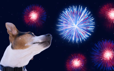 Que faire ce 1er août si votre chien a peur des feux d’artifice