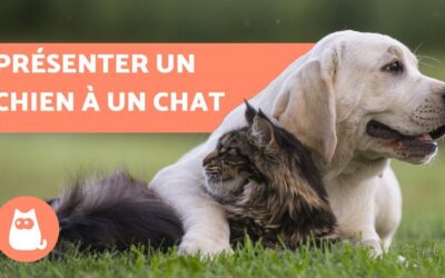 Comment présenter un chien et un chat ?