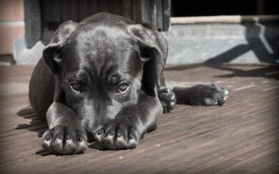 Quand vous êtes stressé, votre chien l’est aussi !
