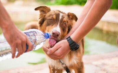 Alerte canicule : 5 conseils pour protéger son chien de la chaleur