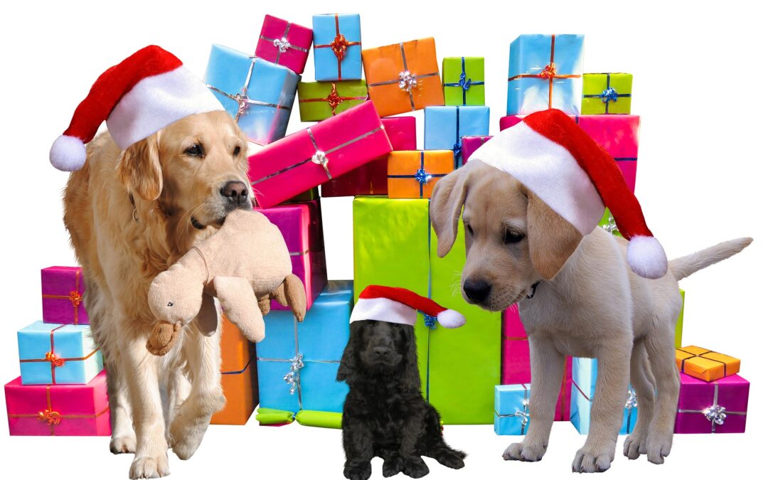 Non! Un animal n’est pas un cadeau de Noël!