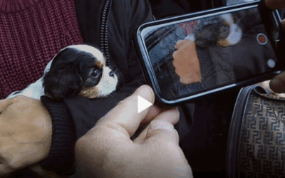 Mon chien sur internet, enquête sur un sale trafic