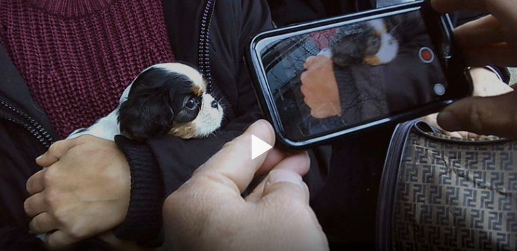 Mon chien sur internet, enquête sur un sale trafic