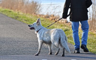 Suis-je responsable si mon chien en liberté cause un accident?