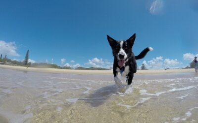 Attention à la chaleur ! Les beaux jours arrivent