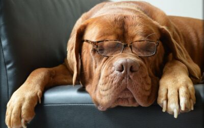 Non, votre chien n’a pas 4×7=28 ans