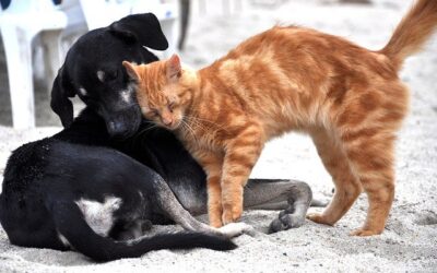 Le 4 octobre c’est la journée mondiale des animaux