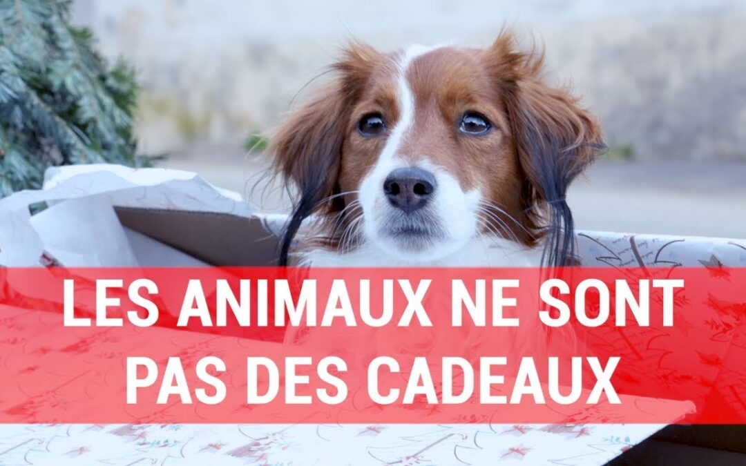 Les animaux ne sont pas des cadeaux
