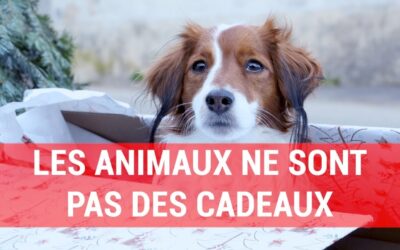 Les animaux ne sont pas des cadeaux