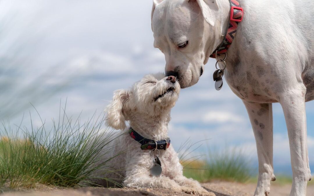 Le caractère d’un chien n’est pas déterminé par sa race