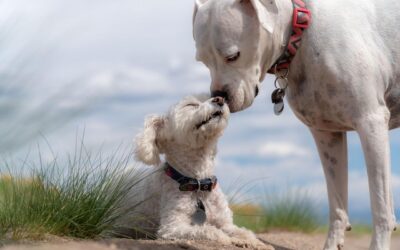 Le caractère d’un chien n’est pas déterminé par sa race