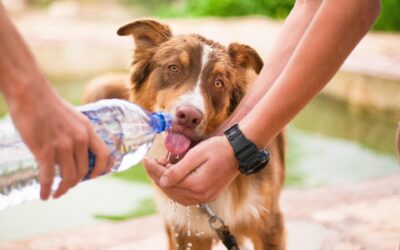 Protéger son chien lors de fortes chaleurs