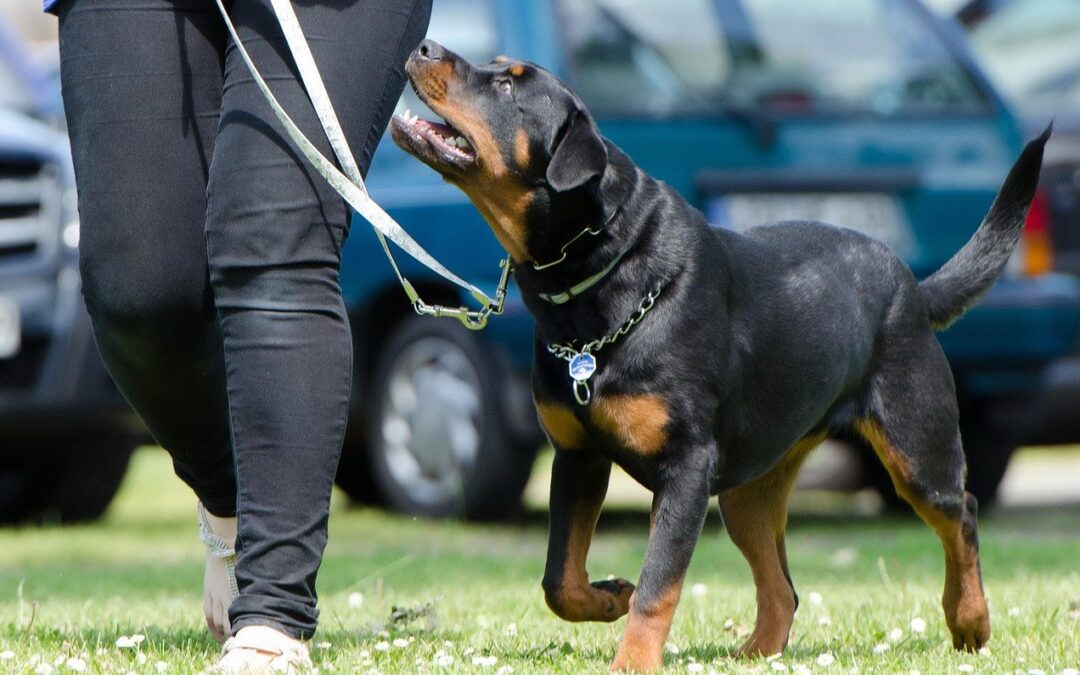 Cours à nouveau obligatoires pour les détenteurs de chiens
