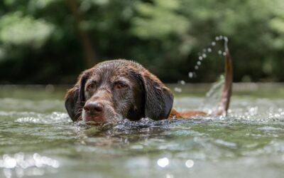 Les algues bleues, mortelles pour les chiens, sont déjà de retour