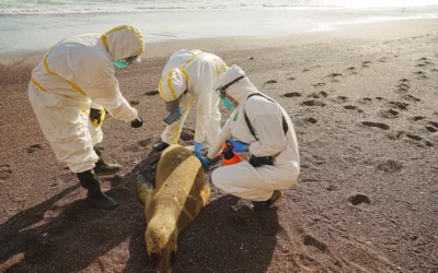 H5N1 – Pour les experts, il y a une pandémie de grippe aviaire chez les animaux