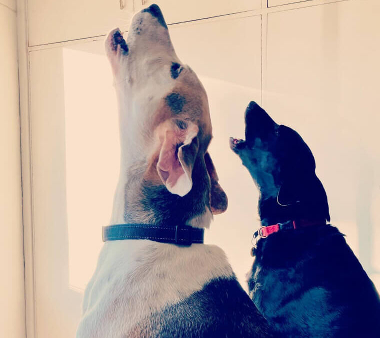 Des conseils et des astuces sur le comportement des chiens qui feront de n’importe qui un meilleur Maître