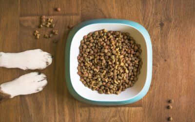 Top 3 des aliments secs pour chiens