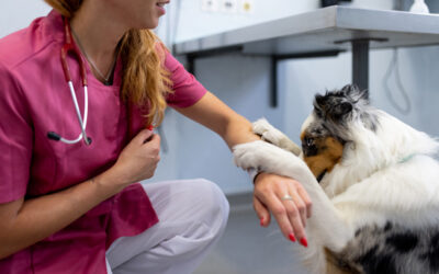 Les tarifs des vétérinaires vont du simple au triple